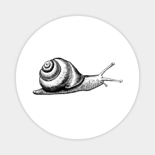 Hand drawn Snail using pen and ink Magnet